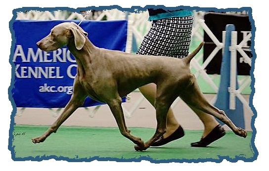 Weimaraner best sale tail docking