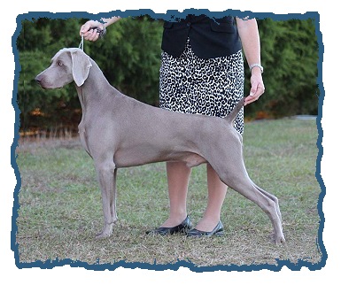 Weimaraner hot sale kennel club