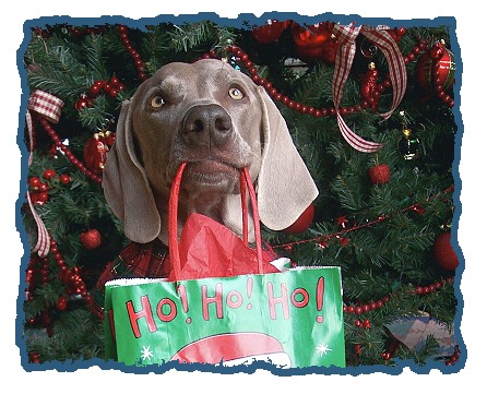 Weimaraner temperament best sale